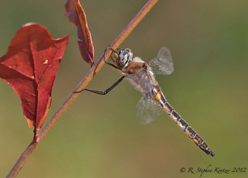 Epitheca spinosa, male